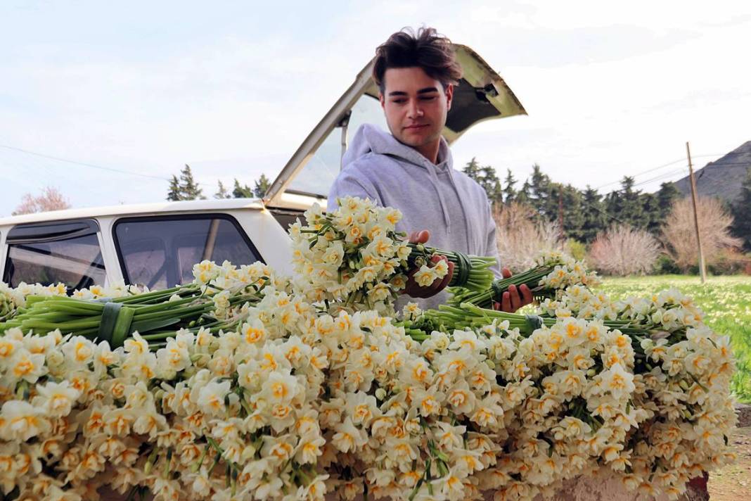 Bir demeti tarlada 100-120 TL, tezgahta 150-200 TL! O kentte hasat başladı 15